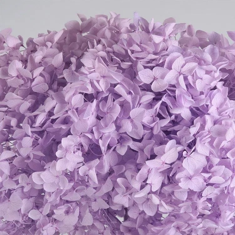 SKU-05-Preserved Hydrangea 05.webp.jpg