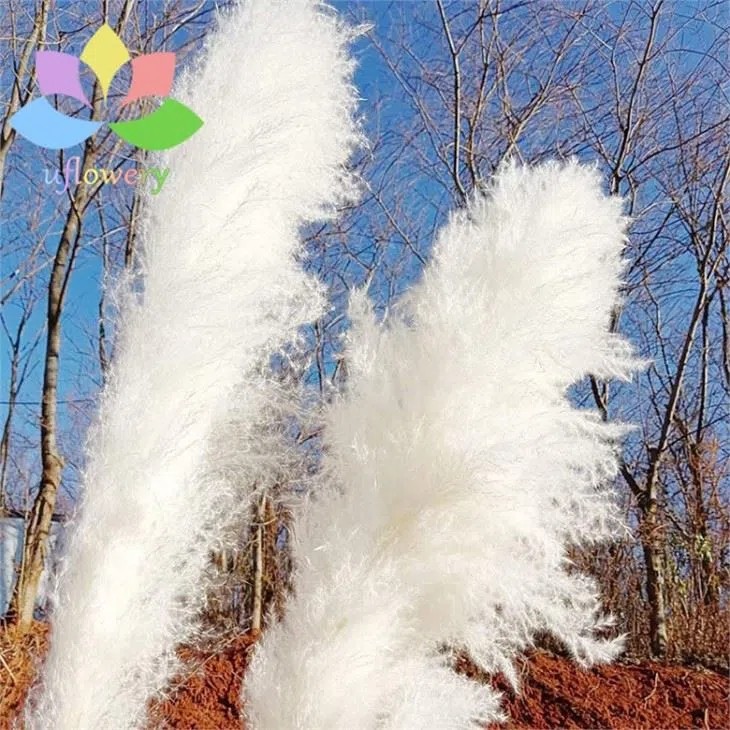 White Pampas Grass